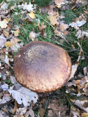 Amanita rubescens