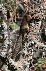 Heliosciurus ruwenzorii