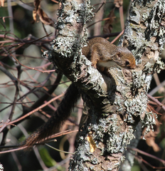Heliosciurus ruwenzorii