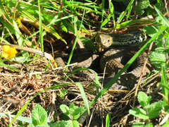 Malpolon monspessulanus