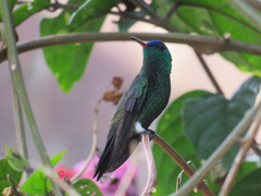 Saucerottia cyanifrons