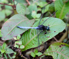 Orthetrum microstigma