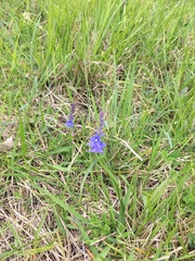 Veronica satureiifolia