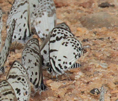 Tuxentius margaritaceus