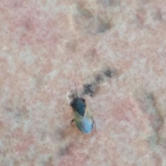 Geocoris megacephalus