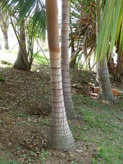 Acanthophoenix rubra