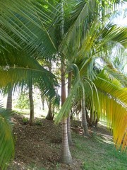 Acanthophoenix rubra