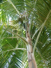 Acanthophoenix rubra