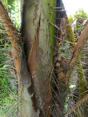 Acanthophoenix rubra