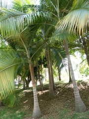 Acanthophoenix rubra