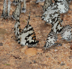 Uranothauma falkensteinii
