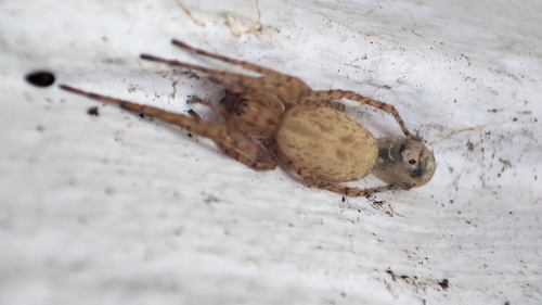 Anyphaena numida