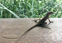 Anolis