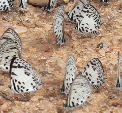 Tuxentius margaritaceus