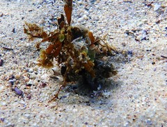 Centropogon australis