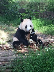 Ailuropoda melanoleuca