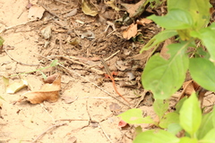 Ophisops leschenaultii