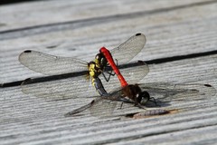 Sympetrum parvulum