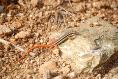 Ophisops leschenaultii