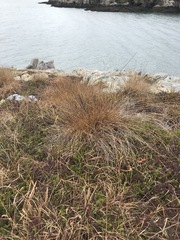 Trichophorum cespitosum image