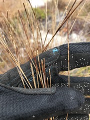 Trichophorum cespitosum image