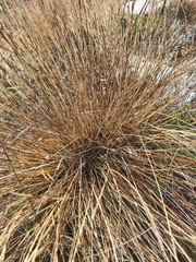 Trichophorum cespitosum image