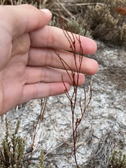 Polygonella articulata