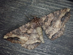 Cryptochorina amphidasyaria