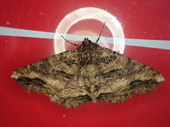 Cryptochorina amphidasyaria