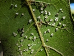 Tetraleurodes perileuca