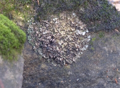 Dermatocarpon luridum