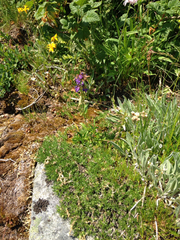 Penstemon procerus tolmiei