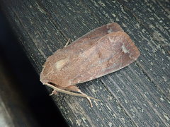 Orthosia odiosa