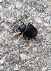 Timarcha pimelioides