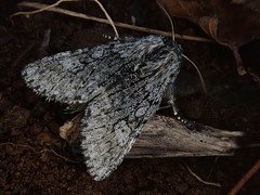 Brachionycha permixta