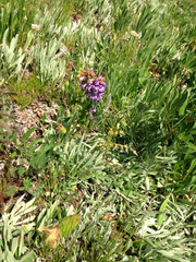 Penstemon procerus tolmiei