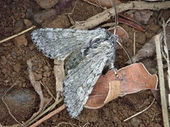 Brachionycha permixta
