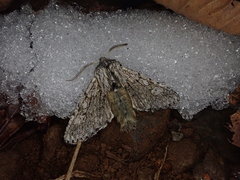 Brachionycha permixta