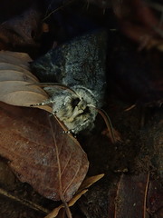 Brachionycha permixta