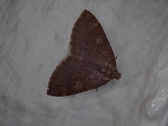 Idiotephria evanescens