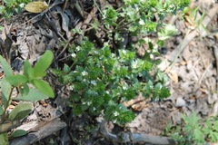 Euphrasia pectinata