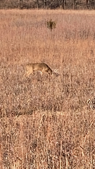 Odocoileus virginianus