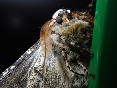 Biston robustum robustum