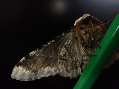 Biston robustum robustum