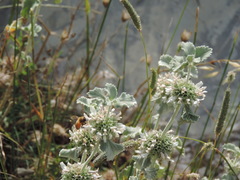 Marrubium incanum