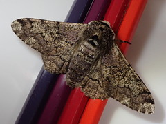 Biston robustum robustum