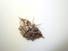 Protalcis concinnata