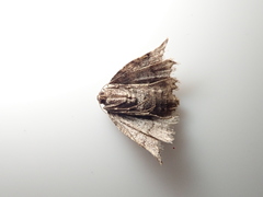 Protalcis concinnata
