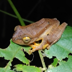 Rhacophorus margaritifer