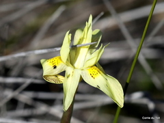 Moraea neglecta